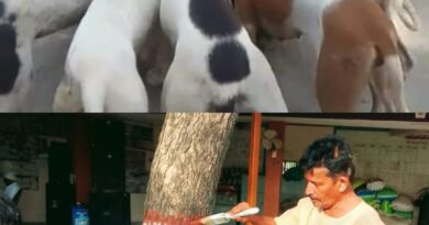 નર્સિંગા વીર બાવજી ના પૂજારી શ્રી બાલકૃષ્ણ રાવલનો વૃક્ષો અને પ્રાણીઓ પ્રત્યેની સરાહનીય કામગીરીને બિરદાવતા ભાવિક ભક્તો