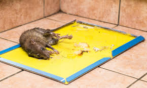 Glue Trap: क्या है और गुजरात में क्यों लगाया गया उत्पादन, बिक्री और खरीद पर प्रतिबंध?