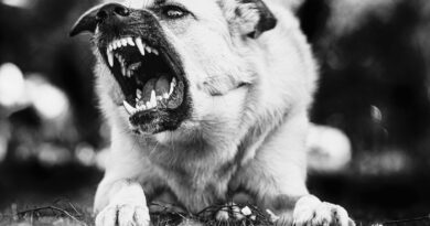 સાદરા ગામમાં શ્વાનોનો આતંક: ગ્રામજનોમાં દહેશત, તંત્રની ઢીલી નીતિ સામે ઉગ્ર રોષ!