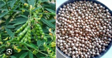 પ્રાકૃતિક ખેતીનો નવો સંકલ્પ: તુવેરના મબલખ ઉત્પાદન માટે અપનાવો આ વૈજ્ઞાનિક પદ્ધતિ