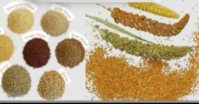 શ્રીઅન્ન અને પ્રાકૃતિક કૃષિનું સાયુજ્ય એટલે ઘર ઘર સુધી સ્વાસ્થ્ય અને સમૃદ્ધિના કંકુ પગલાં